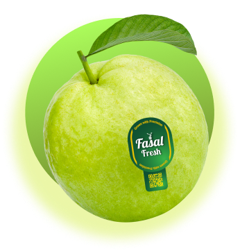 guava mockup